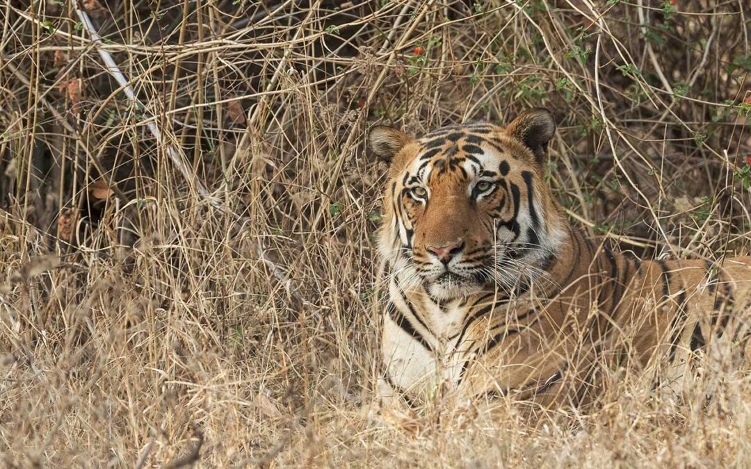 Golden Triangle with Tigers & Leopards