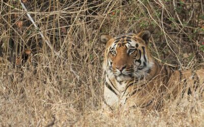 Golden Triangle with Tigers & Leopards