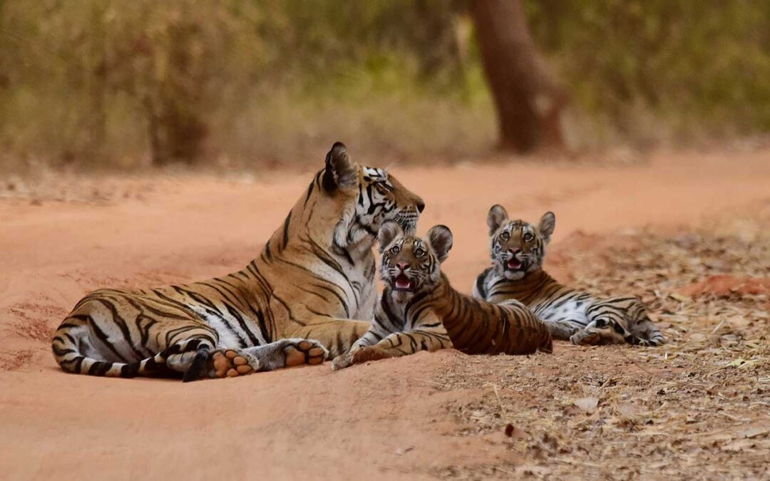 Tigers, Temples And Architecture