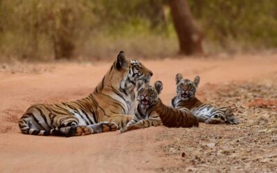 Tigers, Temples And Architecture