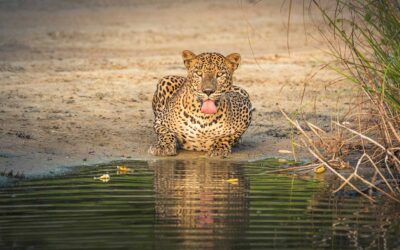 Wildlife Tours in Sri Lanka: Adventures for All Ages