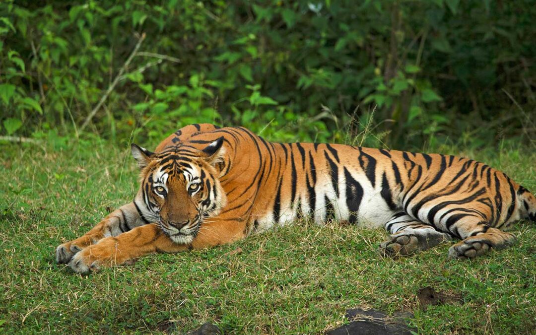 Exclusive Wildlife Tours in India: Experience Majestic Creatures in Their Natural Habitats