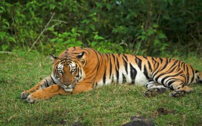 Exclusive Wildlife Tours in India: Experience Majestic Creatures in Their Natural Habitats