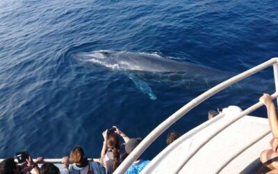 Mirissa Whale Watching: A Premier Marine Adventure