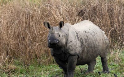 Exploring the Wild: A Visit to Chitwan National Park, Nepal with Timeless Heritage Tours